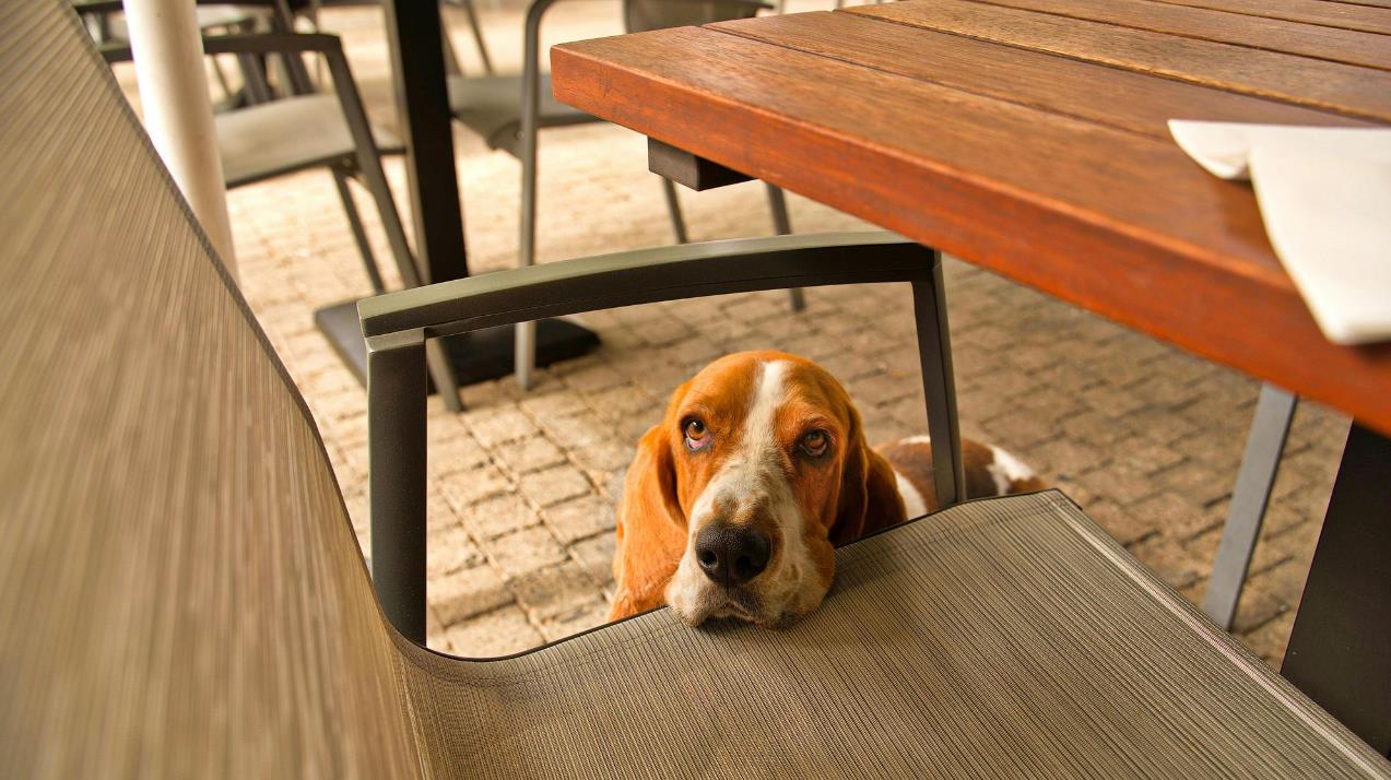 How Lazy Dog Filled Its Dining Rooms on Valentine